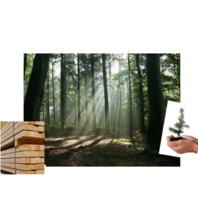 Wald und Holz - Kraxberger Holz
